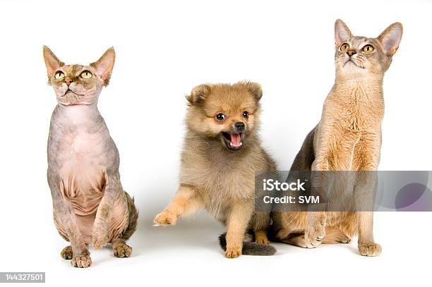 Cachorro Con Los Gatos Foto de stock y más banco de imágenes de Amistad - Amistad, Animal, Animal doméstico