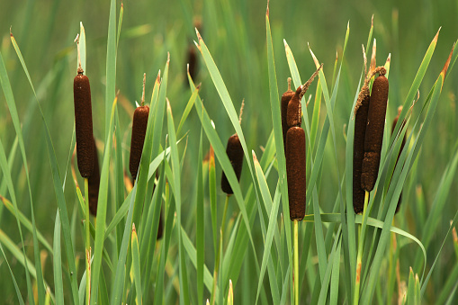 Russia. Saint-Petersburg. Stalks of reeds on the shore of the pond.