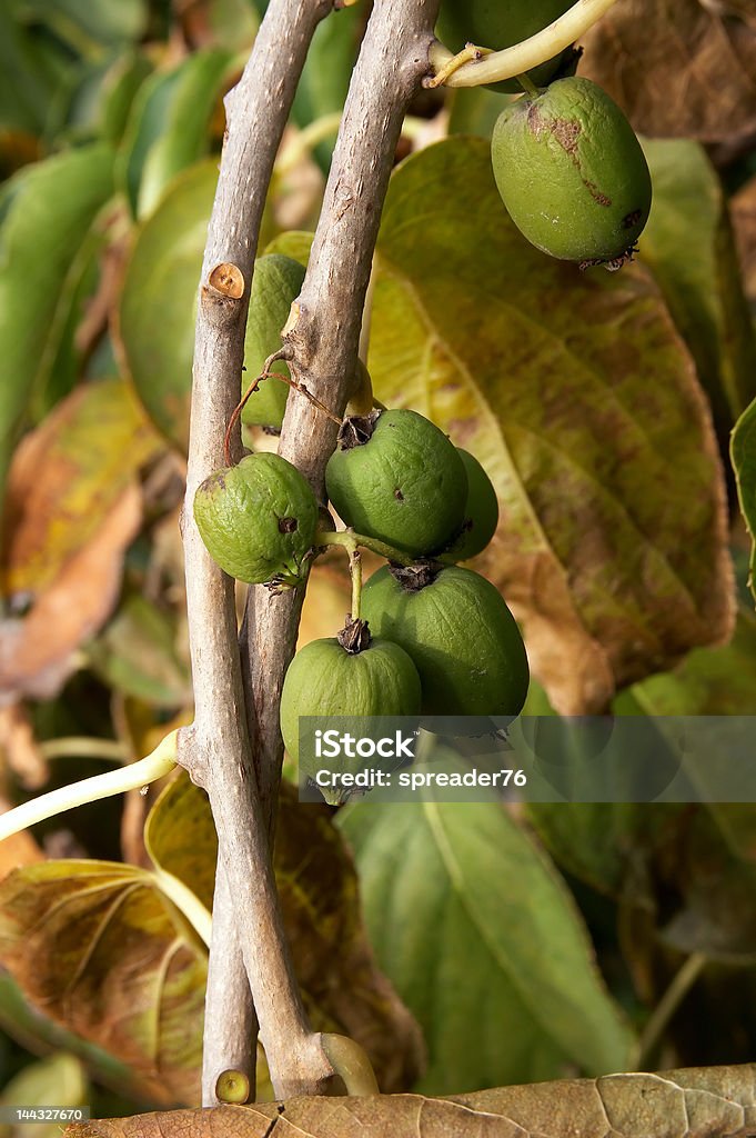 Actinidia owoce - Zbiór zdjęć royalty-free (Gourmet)