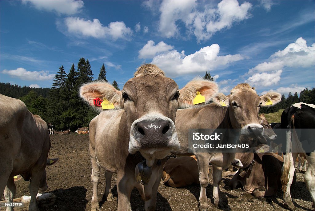 Duas vacas - Foto de stock de Agricultura royalty-free