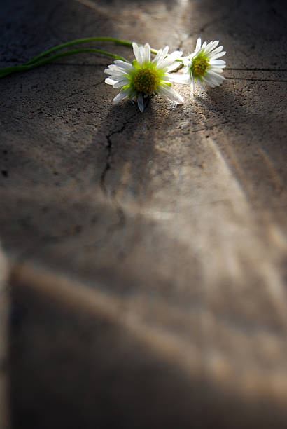 Chamomiles in the sun stock photo