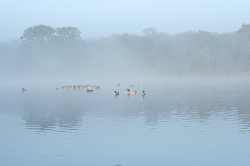 Autumn morning landscape of lake mist ducks and trees