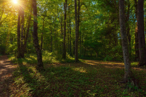 istock Sun beams through thick  trees branches in dense green forest 1443278228
