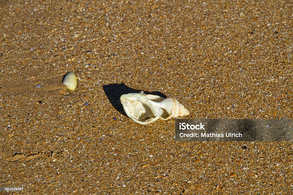 Shell On Own Shell On The Omaha Beach Stock Photo - Download Image Now - Animal ...