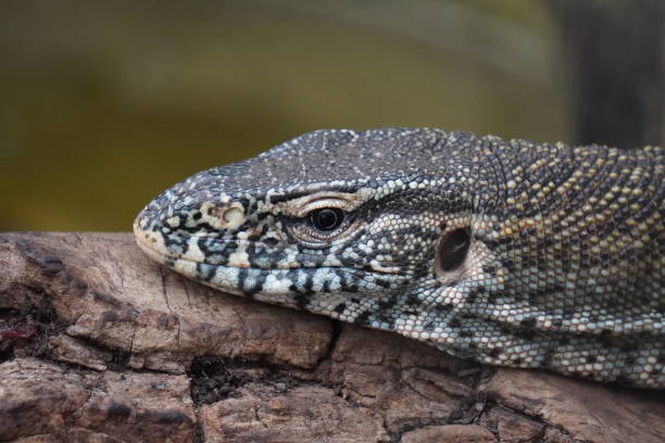 istock Nile monitor 1443278452