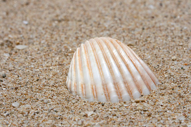 Conchiglie di mare 3 - foto stock