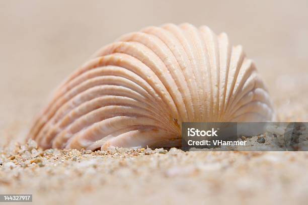 貝殻 - カラー画像のストックフォトや画像を多数ご用意 - カラー画像, バケーション, ベージュ