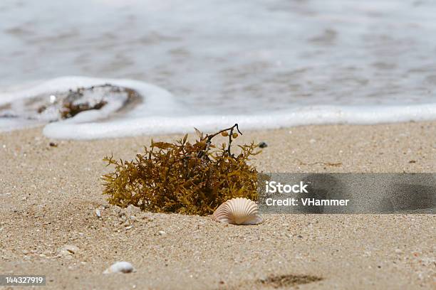 Sea Shells — стоковые фотографии и другие картинки Бежевый - Бежевый, Без людей, Береговая линия