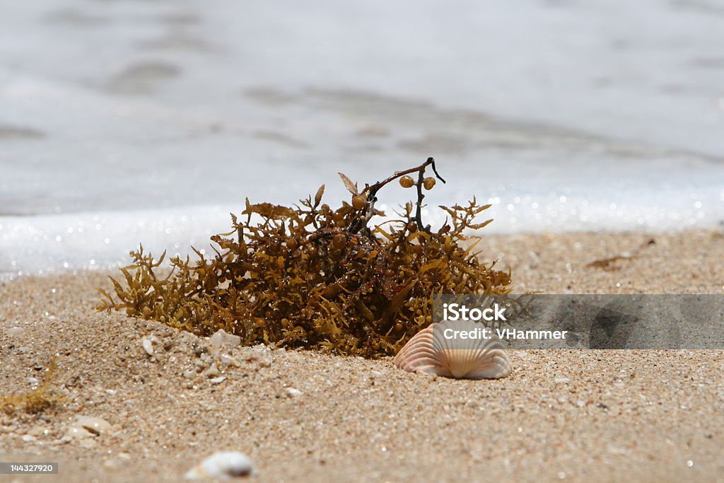 Conchas do mar - Royalty-free América Latina Foto de stock