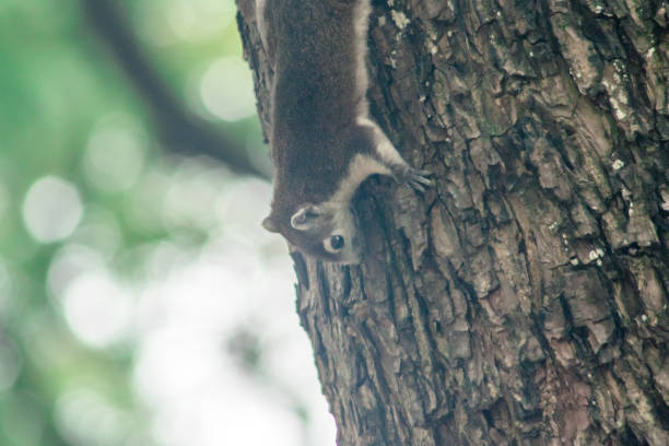 istock Finlayson's squirrel climbs in trees 1443279816