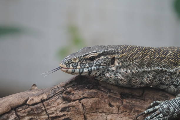 istock Nile monitor 1443280013