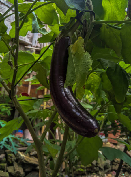 istock So fresh and pretty eggplant in garden 1443280180