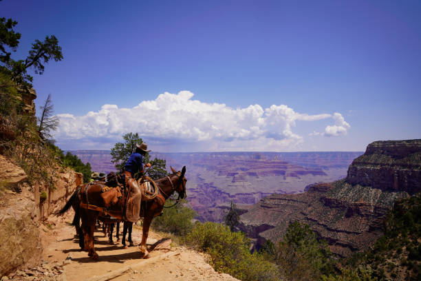 guide touristique de derrière sur un cheval dans le grand canyon de l’arizona aux états-unis - mule grand canyon canyon riding photos et images de collection