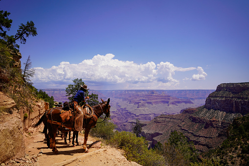 Grand Canyon cowboy no face on horse guiding a tour for tourists showing the landscape