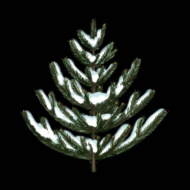 istock watercolor green Christmas tree. Realistic illustration of spruce. detailed Christmas tree 1443280378