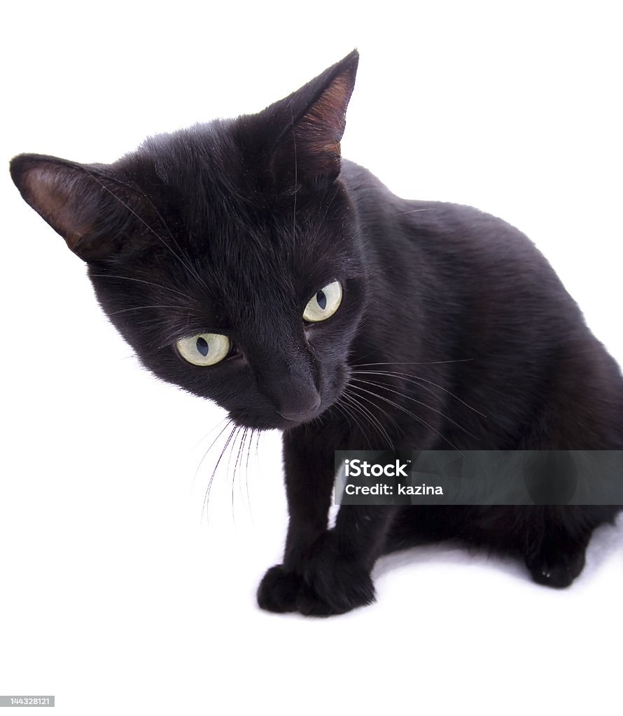 Czarny Kot puste - Zbiór zdjęć royalty-free (Czarny kolor)