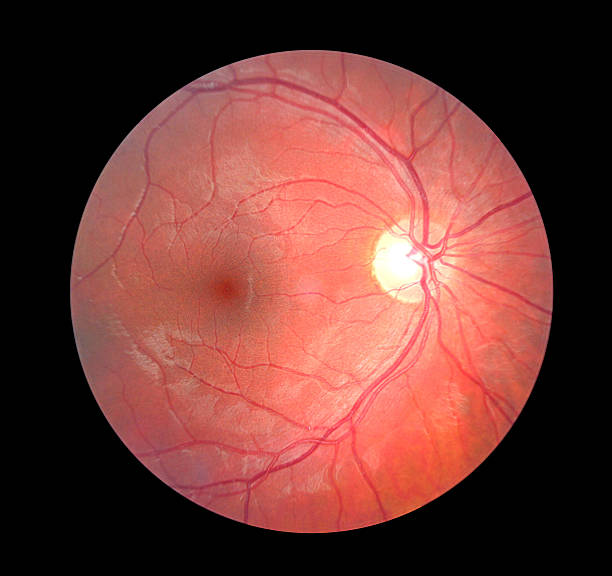 inner-view of a retina with light shining through - dieren netvlies stockfoto's en -beelden
