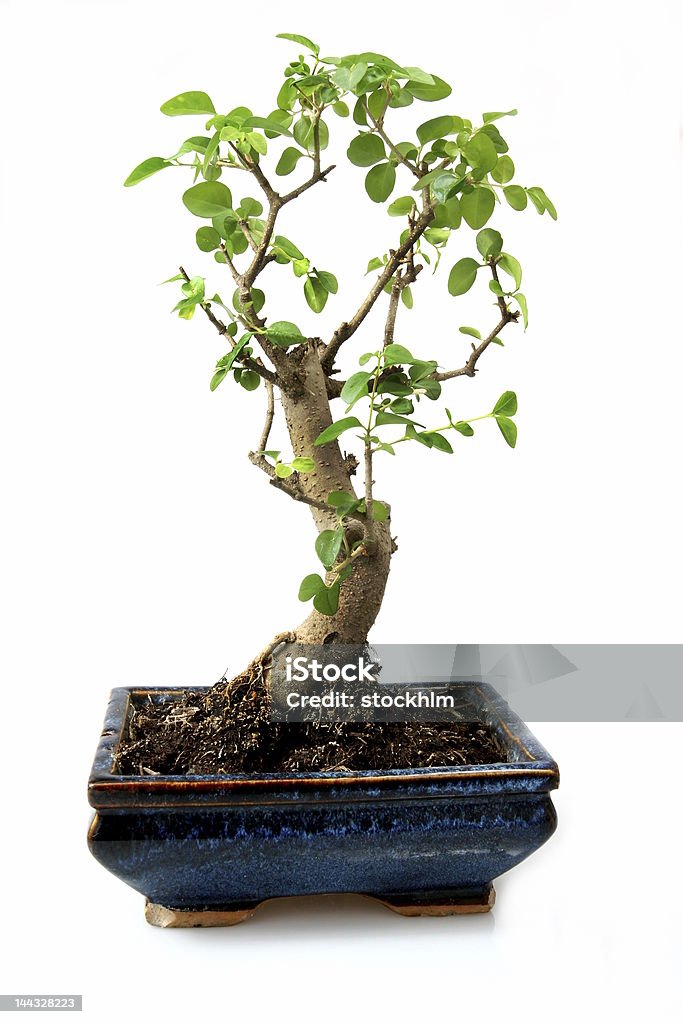 Bonsai - Foto de stock de Antigo royalty-free