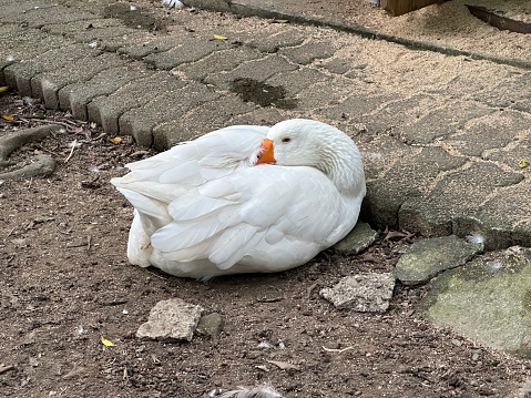 Selected focus for sleeping duck