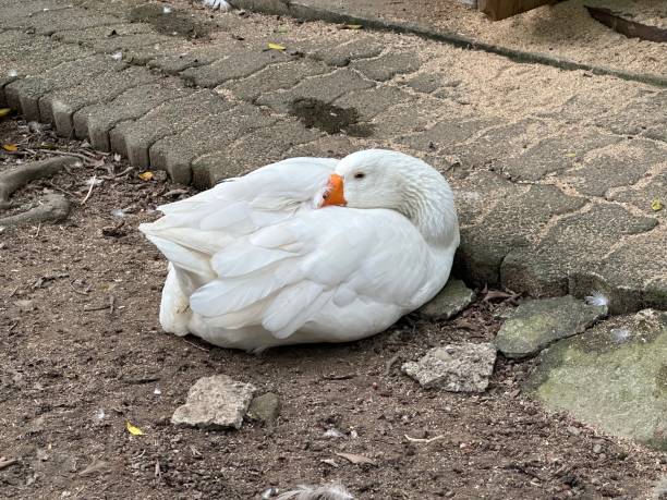 Sleepy duck stock photo