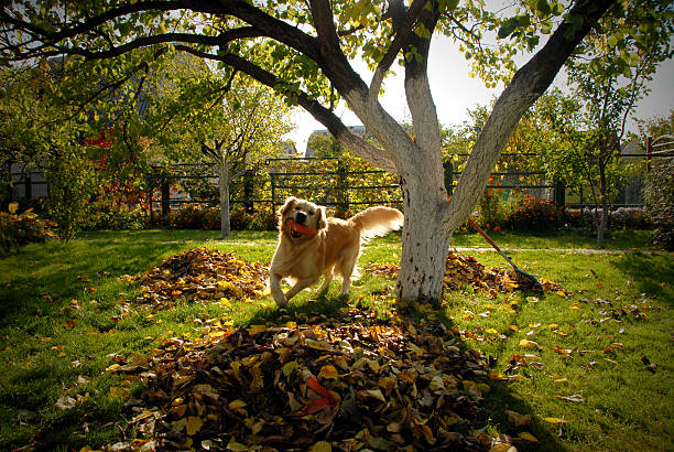 A happy dog running through leaves with a toy in it's mouth dog is playing with toy fall lawn stock pictures, royalty-free photos & images