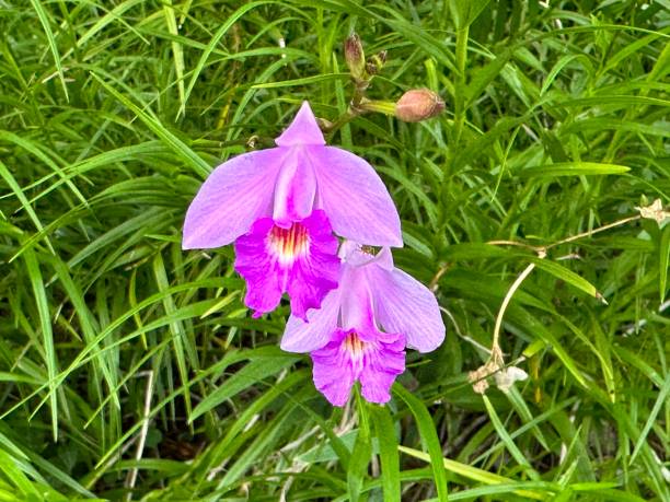 istock Arundina graminifolia 1443282314