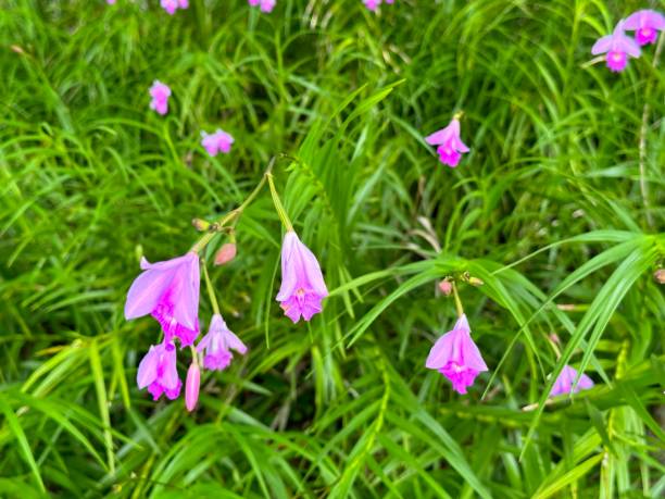 arundina graminifolia - gladiolus single flower flower tropical climate imagens e fotografias de stock