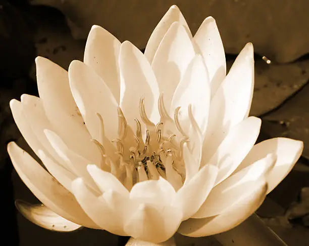 Closeup image of a white water lily