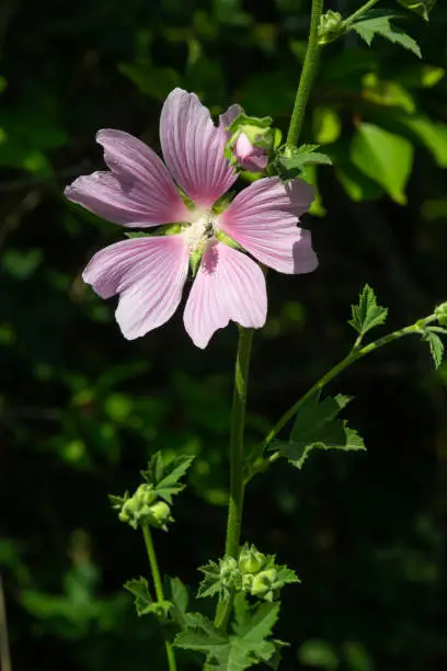 Flower of garden tree-mallow with droplets of dew on the petals Lavatera thuringiaca.