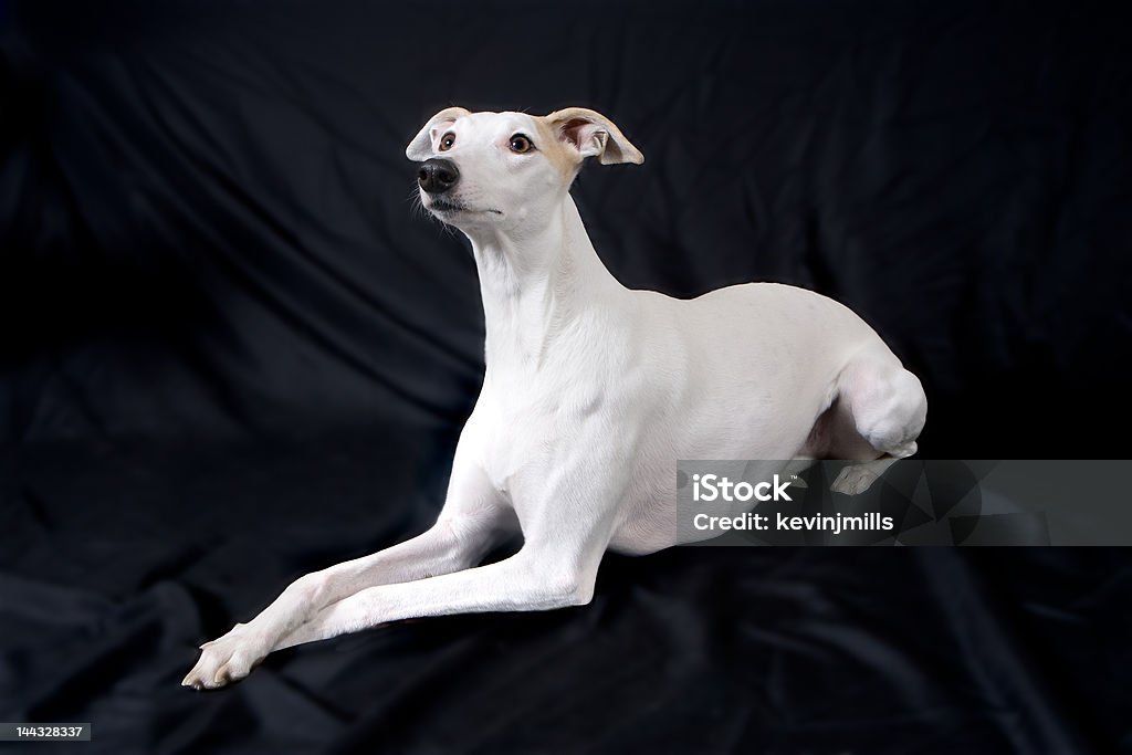 Whippet buena. - Foto de stock de Amistad libre de derechos