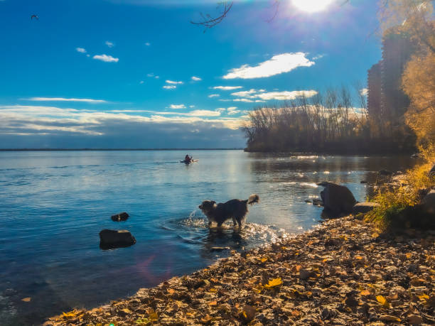 Border collie playing in the river in autumn in Montreal, Canada.