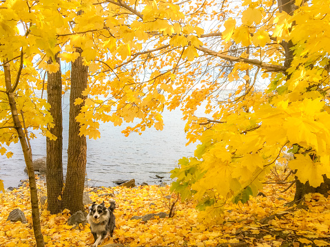 Border collie by the river in autumn in Montreal, Canada.