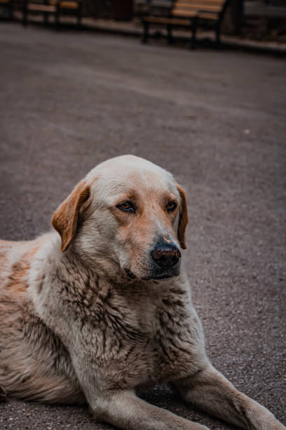 istock serious dog i ran into in the park 1443283807