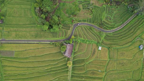 The Bali Terrace Rice Fields Bali, Indonesia - November 13, 2022: The Bali Terrace Rice Fields jatiluwih rice terraces stock pictures, royalty-free photos & images