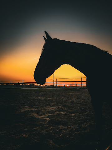 A horse at sunset