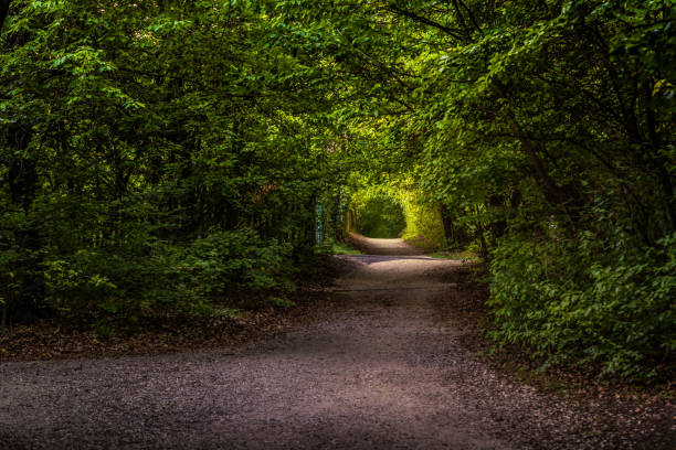 Dirt road in the autumn forest. Forest path in the morning.