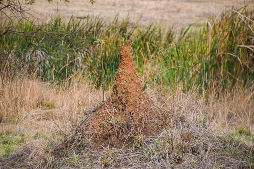 Swarm of Ants, Ant Nest , Working