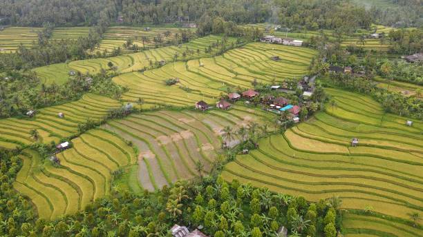 The Bali Terrace Rice Fields Bali, Indonesia - November 13, 2022: The Bali Terrace Rice Fields jatiluwih rice terraces stock pictures, royalty-free photos & images
