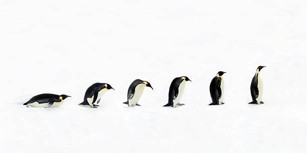 Penguin Evolution stock photo