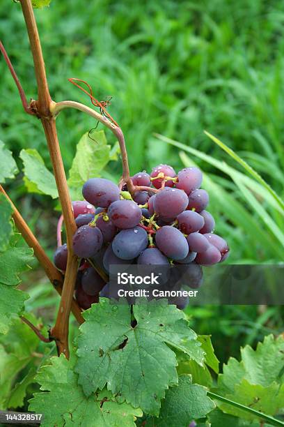 Juicy なブドウ - つる草のストックフォトや画像を多数ご用意 - つる草, サプリメント, ブドウ