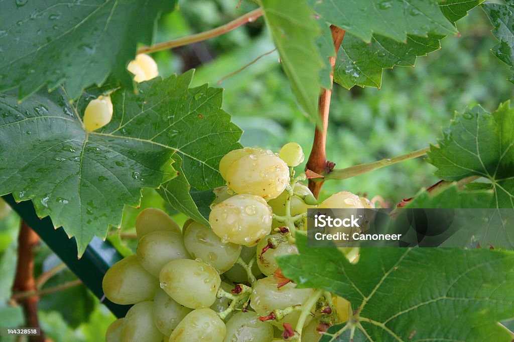 Jugoso uvas - Foto de stock de Agricultura libre de derechos