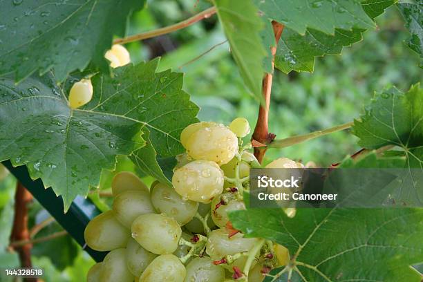 Jugoso Uvas Foto de stock y más banco de imágenes de Agricultura - Agricultura, Anticuado, Belleza