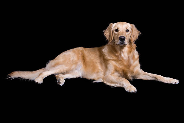 Female Golden Retreiver stock photo