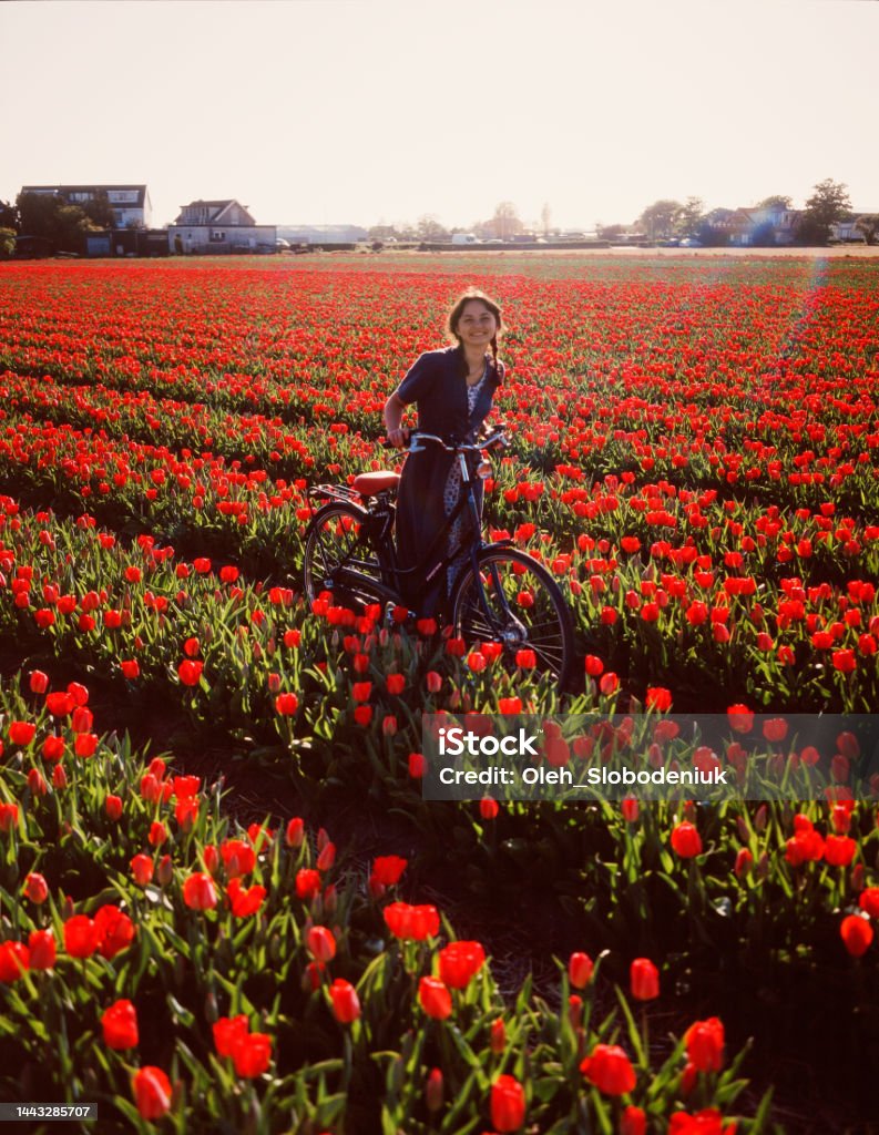 Woman riding on bicycle on tulip field in the Netherlands Young Caucasian woman riding on bicycle on tulip field in the Netherlands Tulip Stock Photo