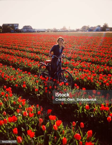 Woman Riding On Bicycle On Tulip Field In The Netherlands Stock Photo - Download Image Now