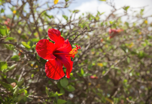 Selective focus on single red Hibiscus flower blossom Hibiscus rosa-sinensis outdoors on sunny summer day. Lot of copy space on blur background.