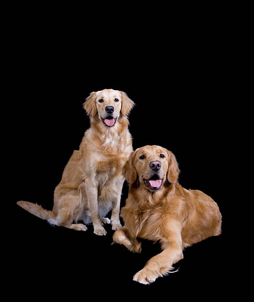 Golden Retreiver Siblings stock photo