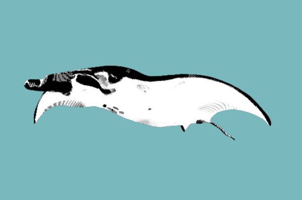 istock Engraving manta. Graphic illustration of a manta. black and white manta rays 1443286614