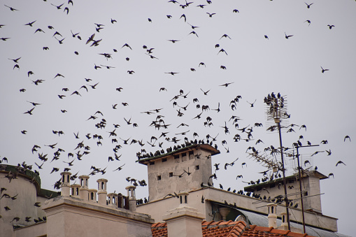 A large flock of starlings gather on a rooftop in a city