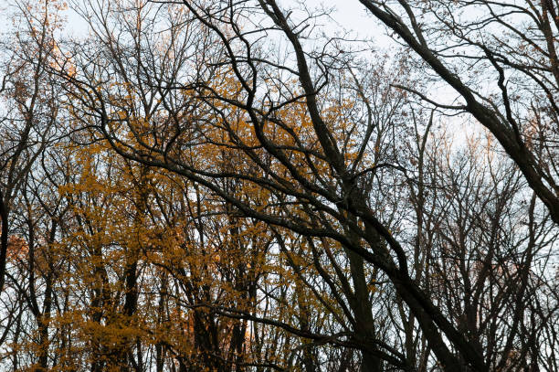 istock Autumn background: trees, with autumn leaves and bare, against the sky 1443286901